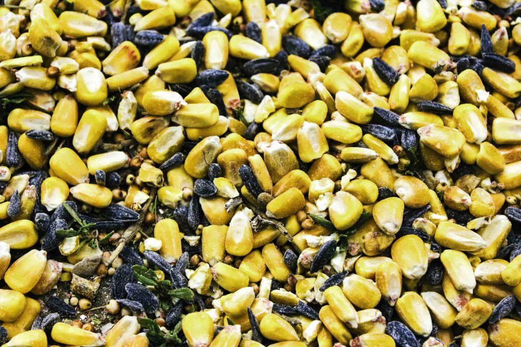 multicolor corn close up