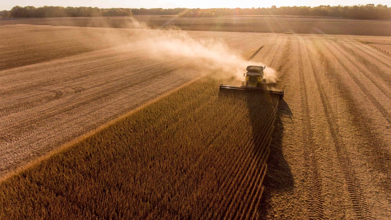 a combine harvesting soy bean crops