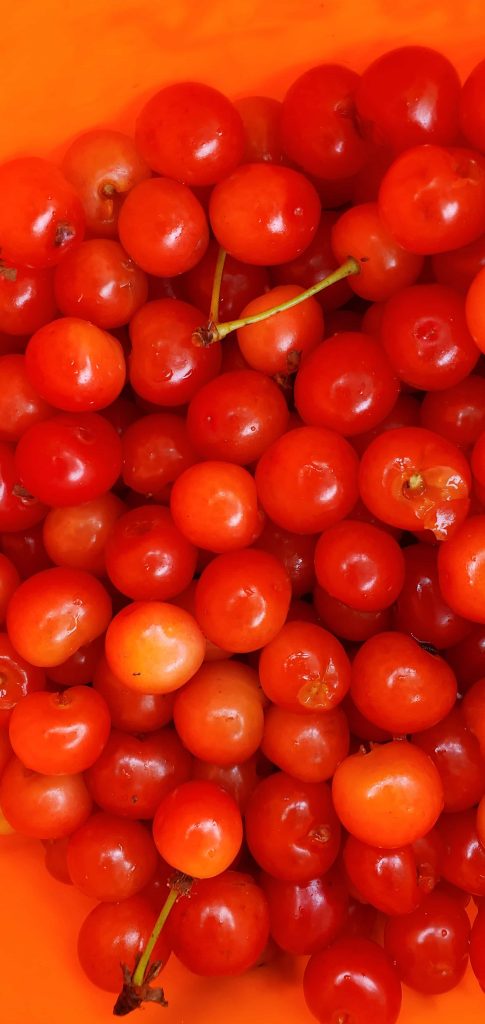 close up of some tart cherries