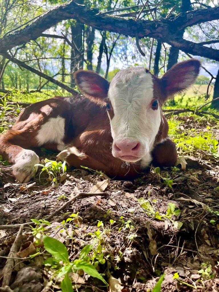 a calf laying in some dirt before taking a nap