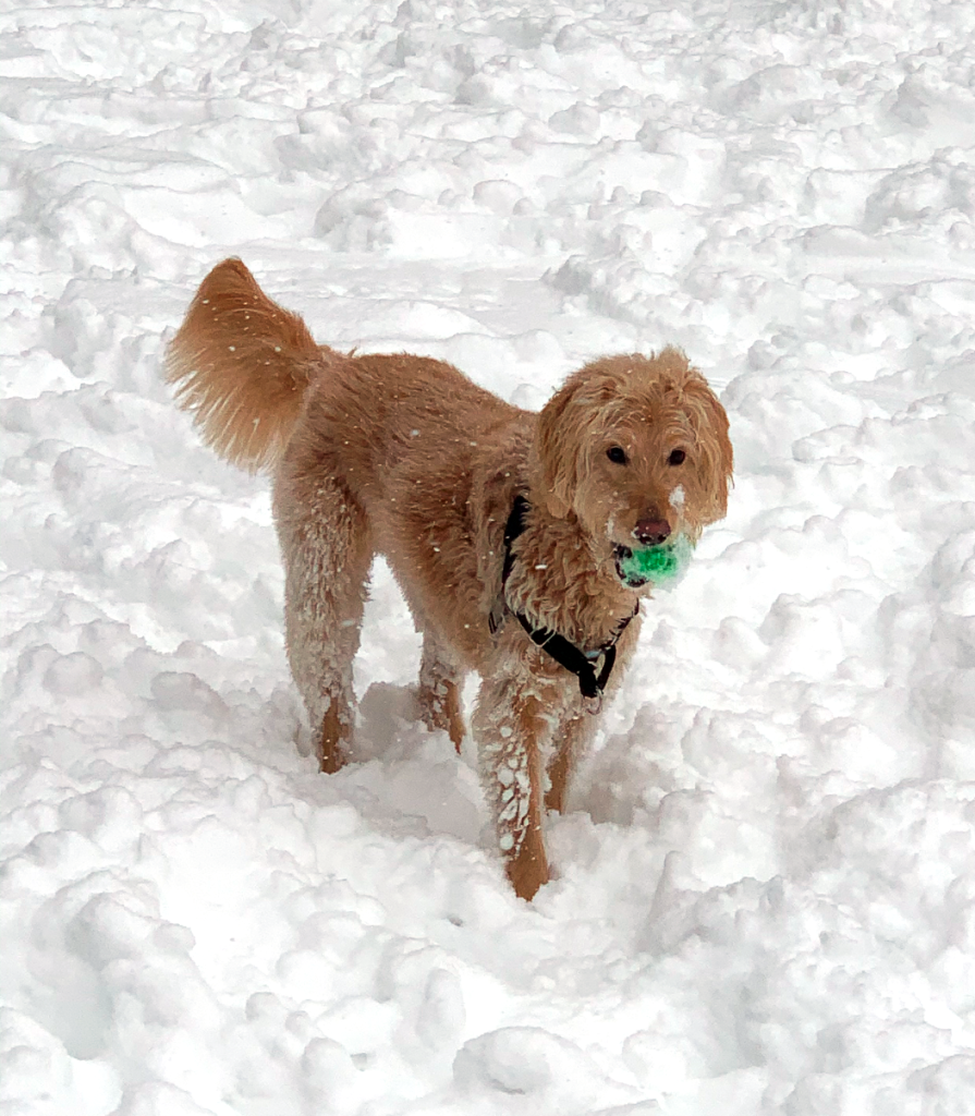 Mila the dog in the snow, holding a green toy in her mouth