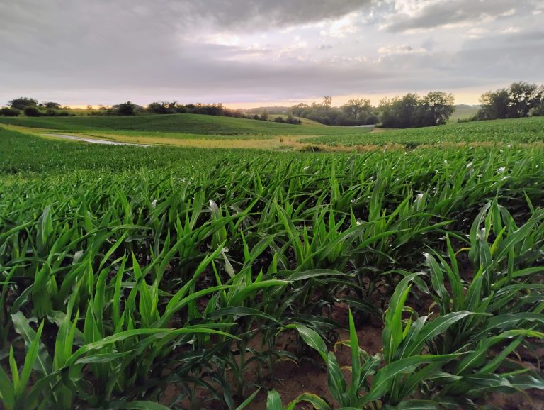 Green corn leaves in a field with an overcast sky above. Photo is titled Corn Rows.